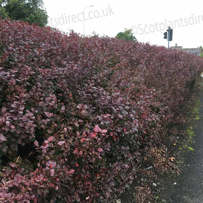 Berberis Hedging 